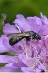 Ceratina cyanea