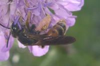 Andrena hattorfiana