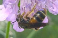 Andrena hattorfiana