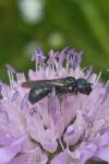 Ceratina chalybea