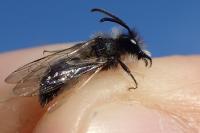 Andrena praecox