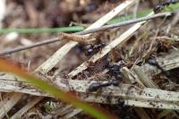 Formica picea