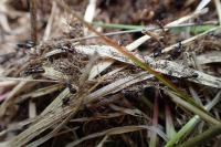 Formica picea