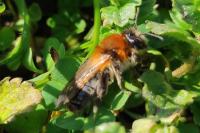 Andrena nitida