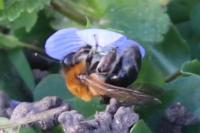 Andrena nitida