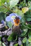 Andrena nitida