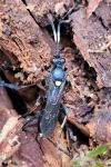 Ichneumon