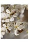 Andrena haemorrhoa