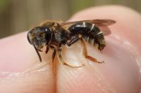 Andrena chrysosceles