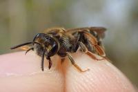 Andrena chrysosceles