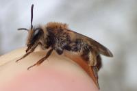 Andrena mitis