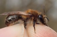 Andrena mitis