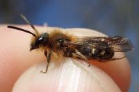Andrena lagopus