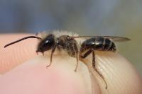 Andrena trimmerana