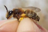 Andrena praecox