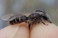 Andrena ventralis