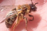 Andrena flavipes