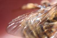 Andrena flavipes