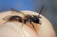 Andrena fulvata