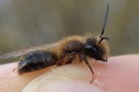 Andrena scotica