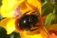 Osmia cornuta