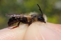 Andrena tscheki