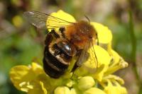 Andrena tscheki