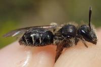 Andrena distinguenda