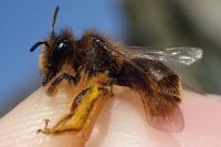 Andrena rhenana