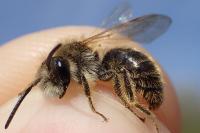 Andrena humilis
