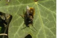 Osmia cornuta