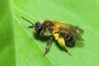 Andrena