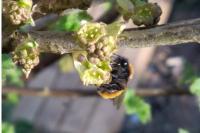 Andrena fulva