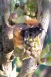 Andrena fulva