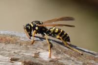 Polistes dominula