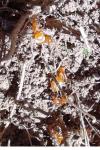 Lasius flavus
