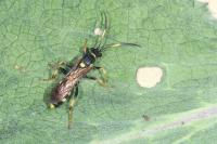 Ichneumon xanthorius
