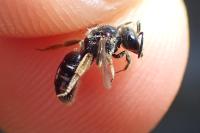 Lasioglossum quadrinotatulum