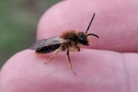 Andrena haemorrhoa