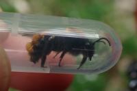 Andrena fulva