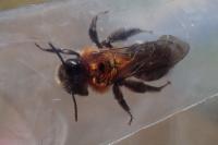 Andrena nitida