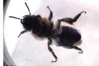 Andrena nitida