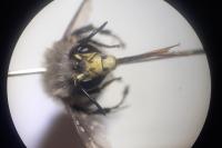 Anthophora plumipes
