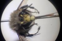 Anthophora plumipes
