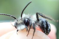 Andrena cineraria