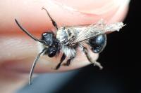 Andrena cineraria