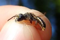 Andrena bucephala