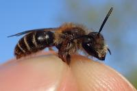 Andrena lathyri