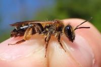 Andrena bucephala
