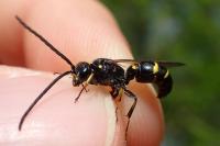 Argogorytes mystaceus